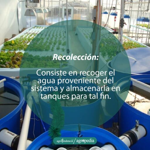 sistema de recolección de agua con nutrientes en hidroponía