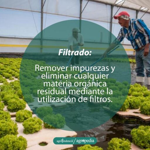 hombres limpiando sistema hidropónico