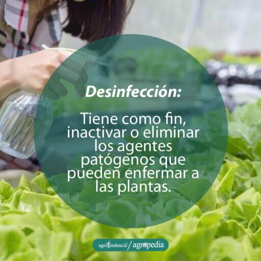 Mujer desinfectando plantas