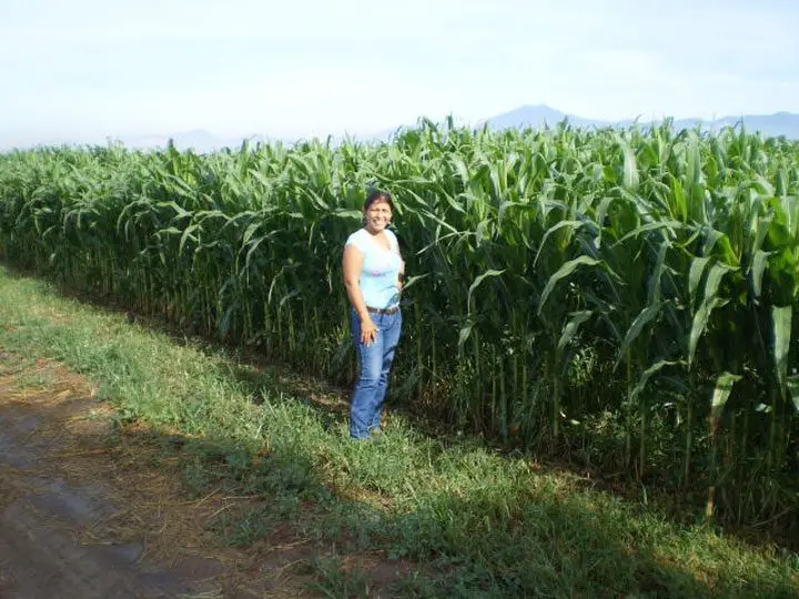 Productora en el cultivo de maíz en el que se realizó un análisis de fertilidad de suelo