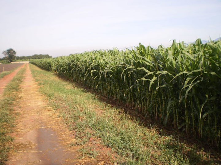 Plantación de maíz 