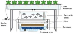 acuaponía - cultivo de lechuga hidropónico