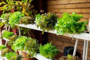 acuaponía - cultivo de lechuga hidropónico