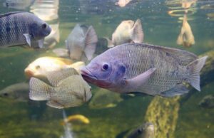 cultivo de peces - acuaponía