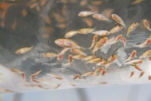 cultivo de peces - acuaponía