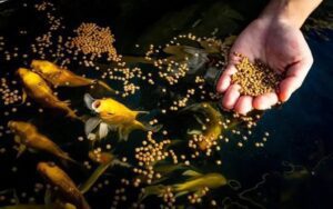 cultivo de peces - acuaponía