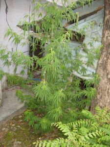 cáñamo - planta de cáñamo