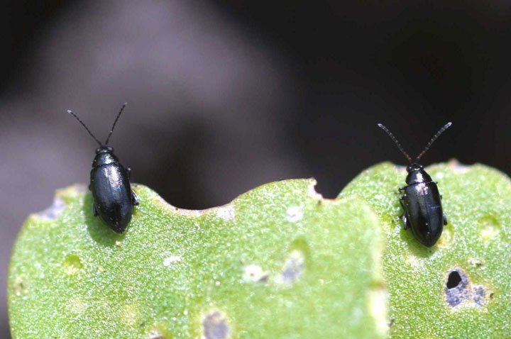 Coleópteros Psylliodes punctulata en hoja de cáñamo