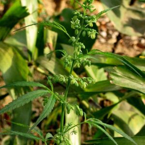 cáñamo - planta de cáñamo
