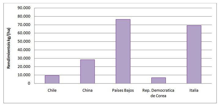 gráfico de los rendimientos de los principales países productores de cáñamo
