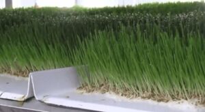 Forraje Verde Hidropónico en 2 minutos