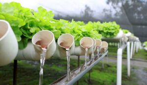 cultivo hidropónico - reciclaje de nutrientes - cultivo hidropónico de lechuga