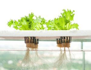 cultivo hidropónico - reciclaje de nutrientes