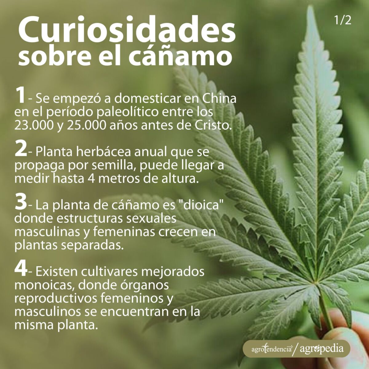 Una mano sosteniendo una hoja de cáñamo