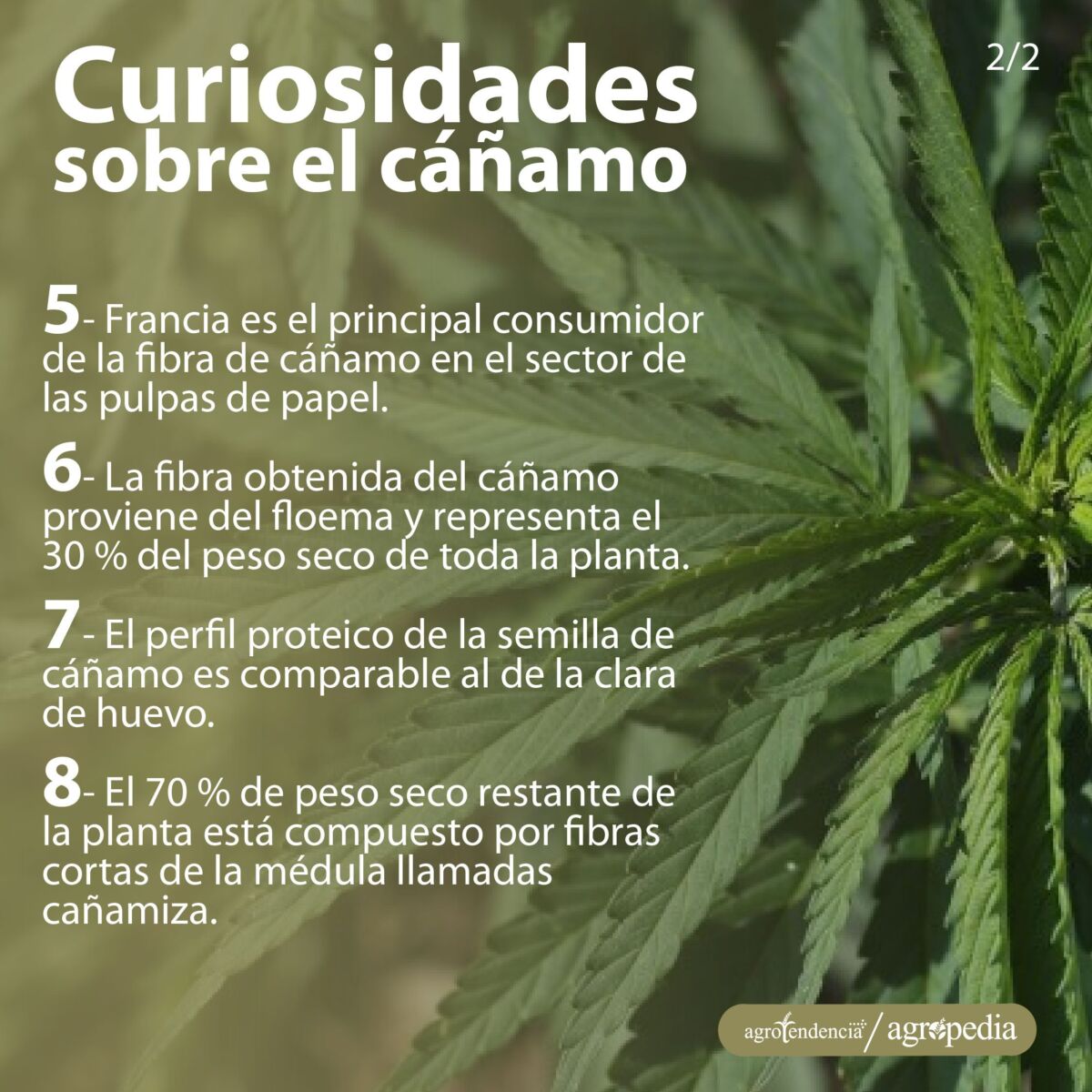 hojas de cáñamo