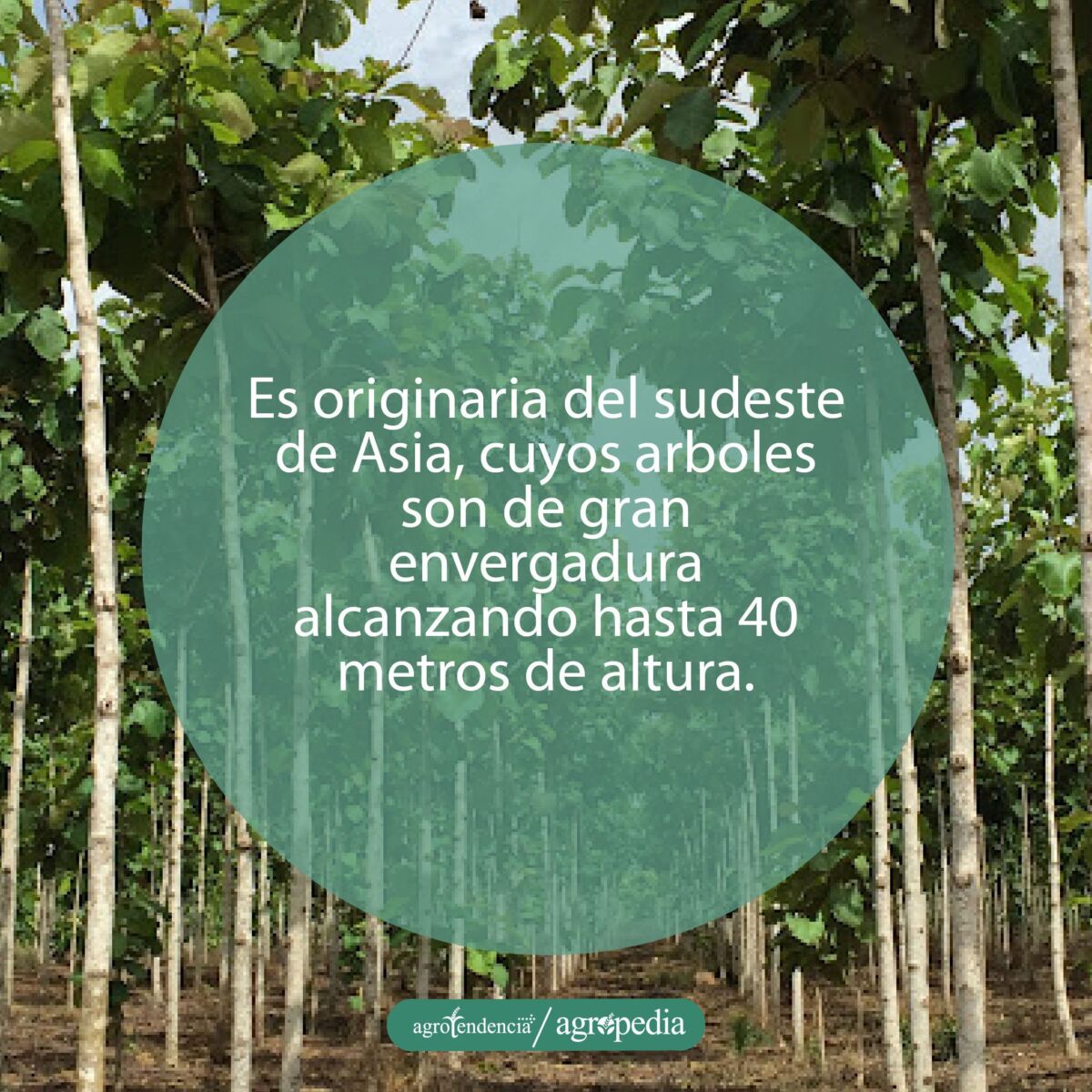 árboles de teca en hilera