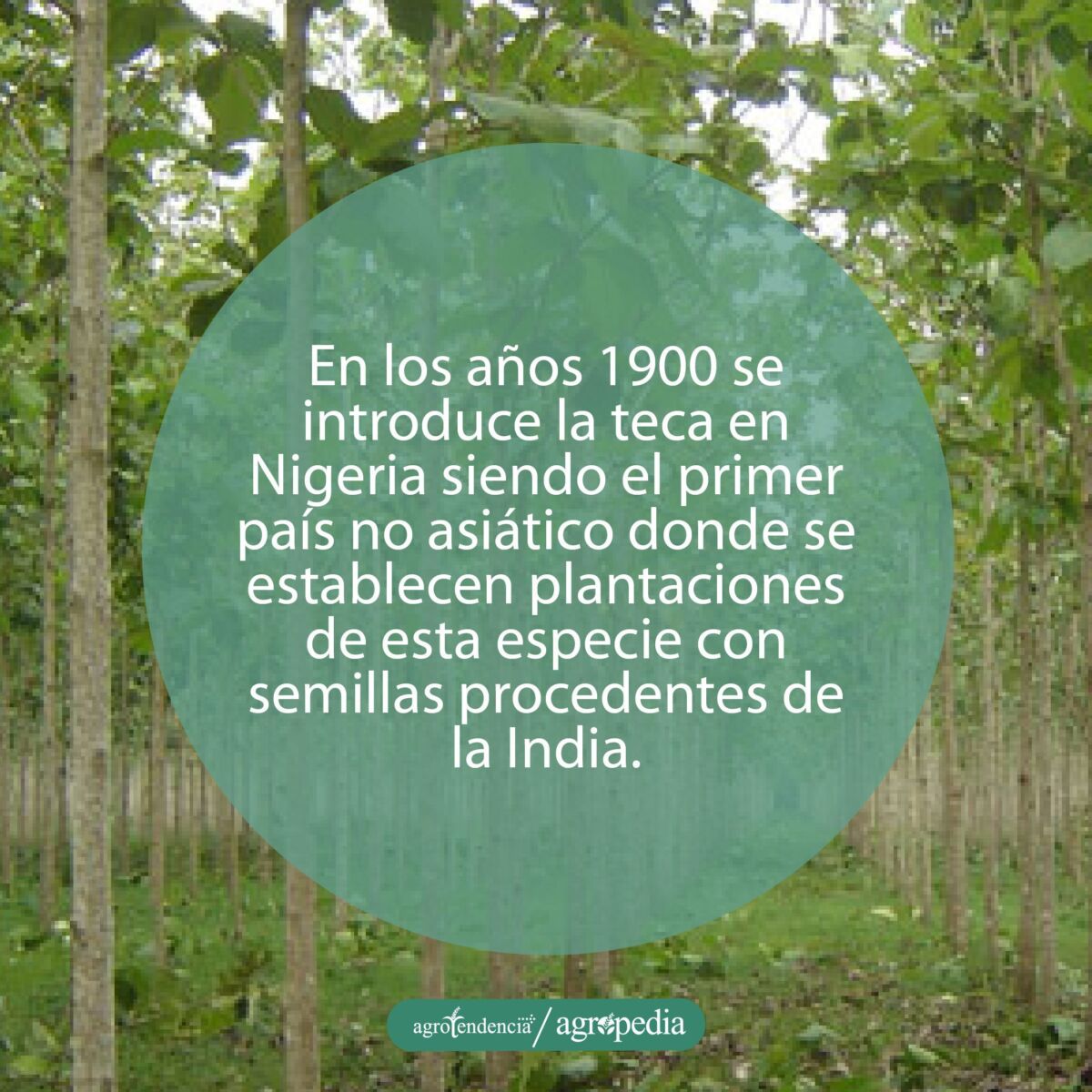 vista de hilera de plantas de teca