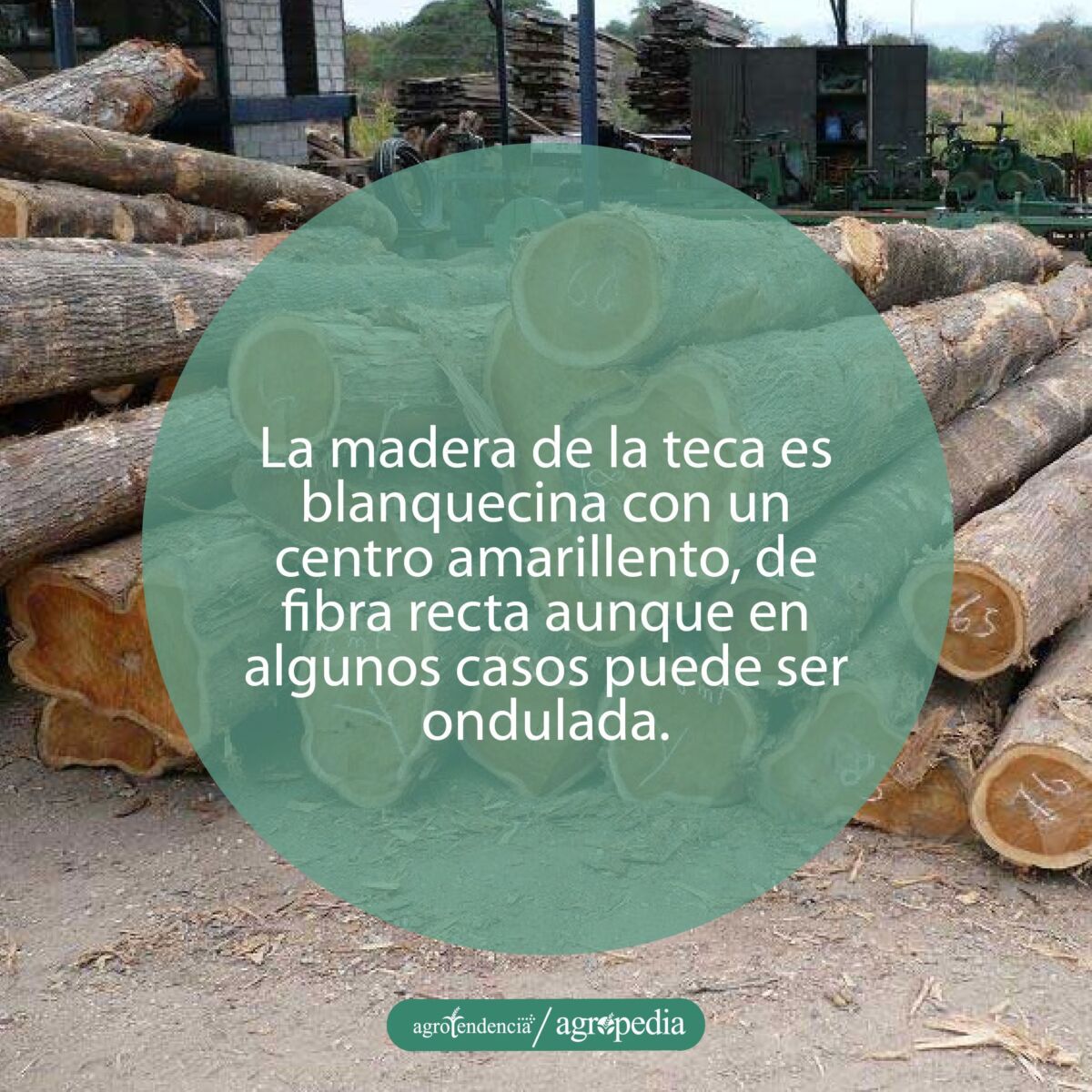 troncos apilados de teca