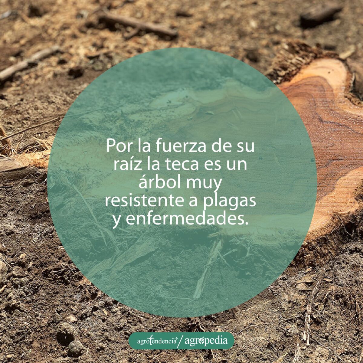 lonja de madera de teca