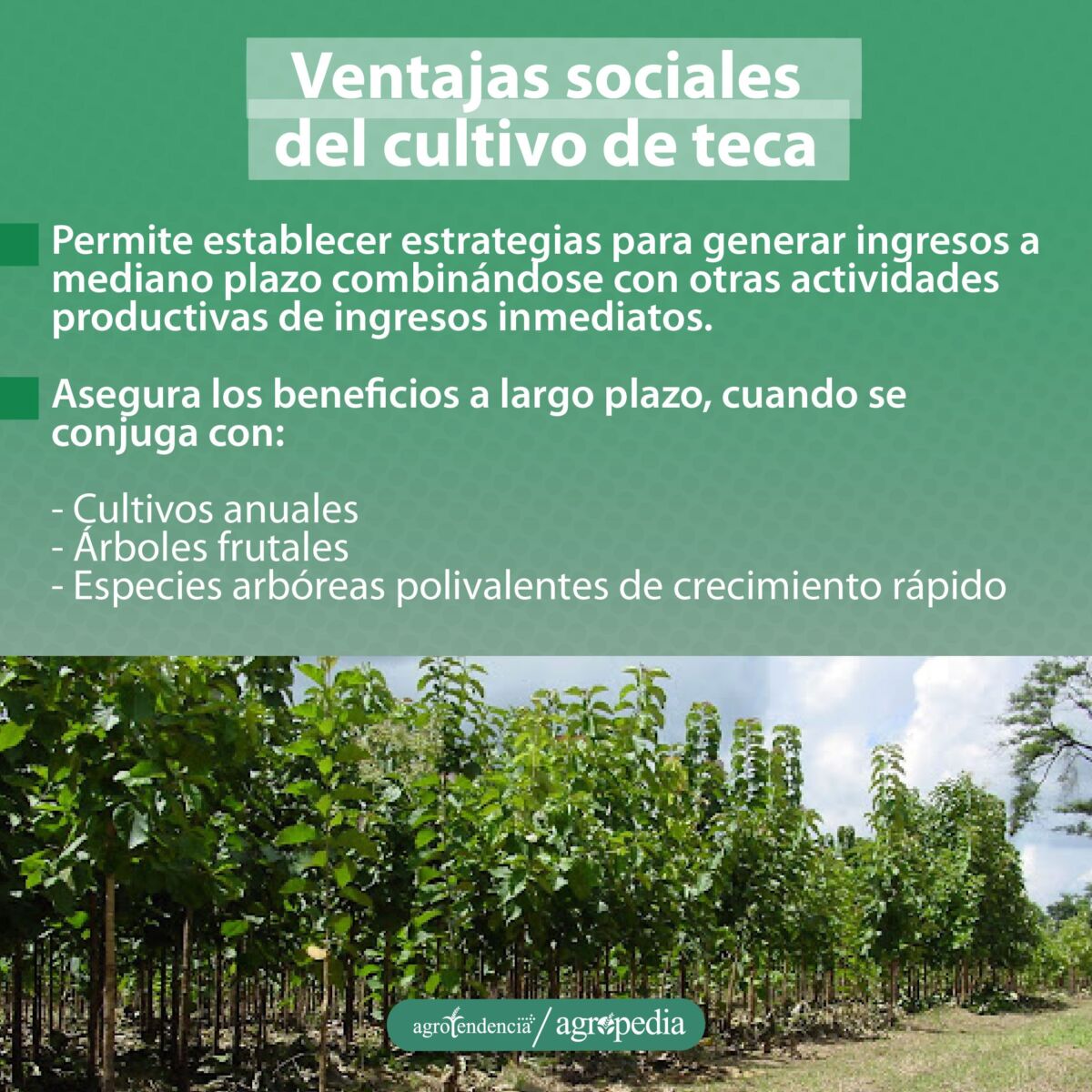 ventajas de la teca