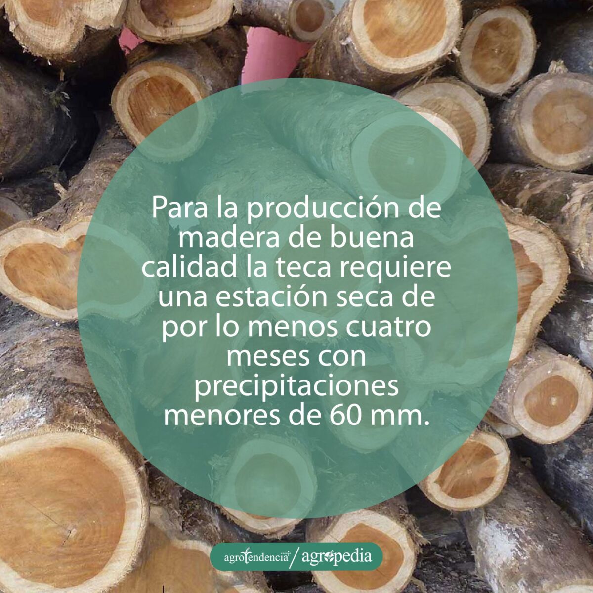 troncos de teca