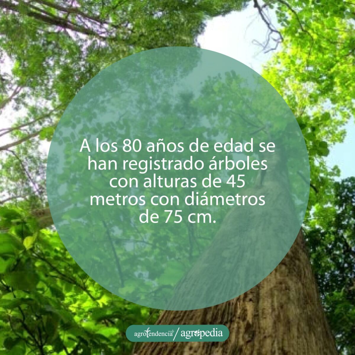 vista desde abajo de grandes arboles de teca