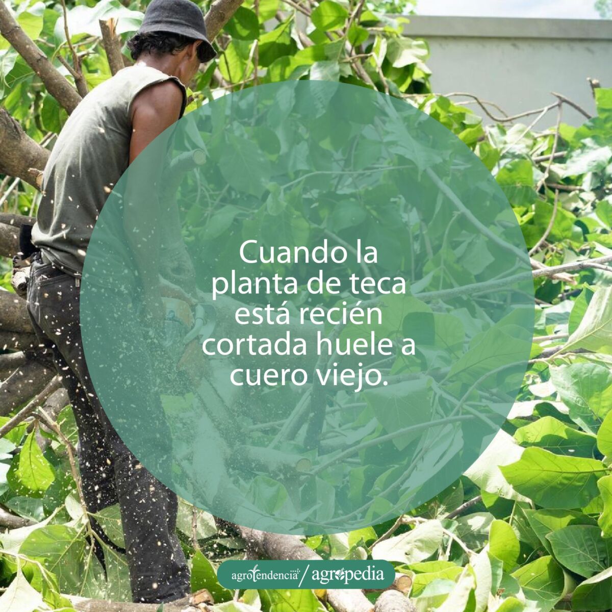 hombre cortando un árbol de teca con una sierra