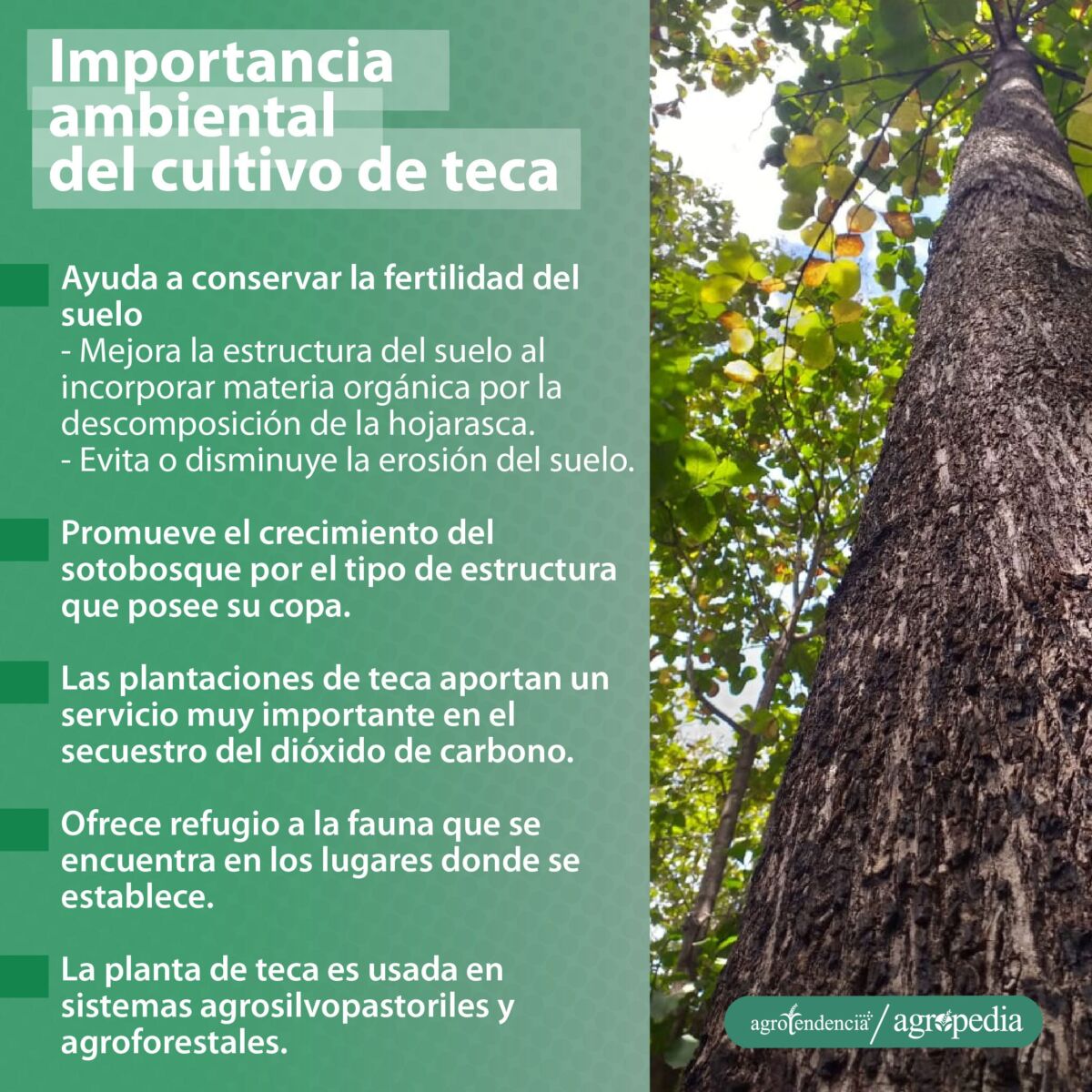 vista de un tronco de teca