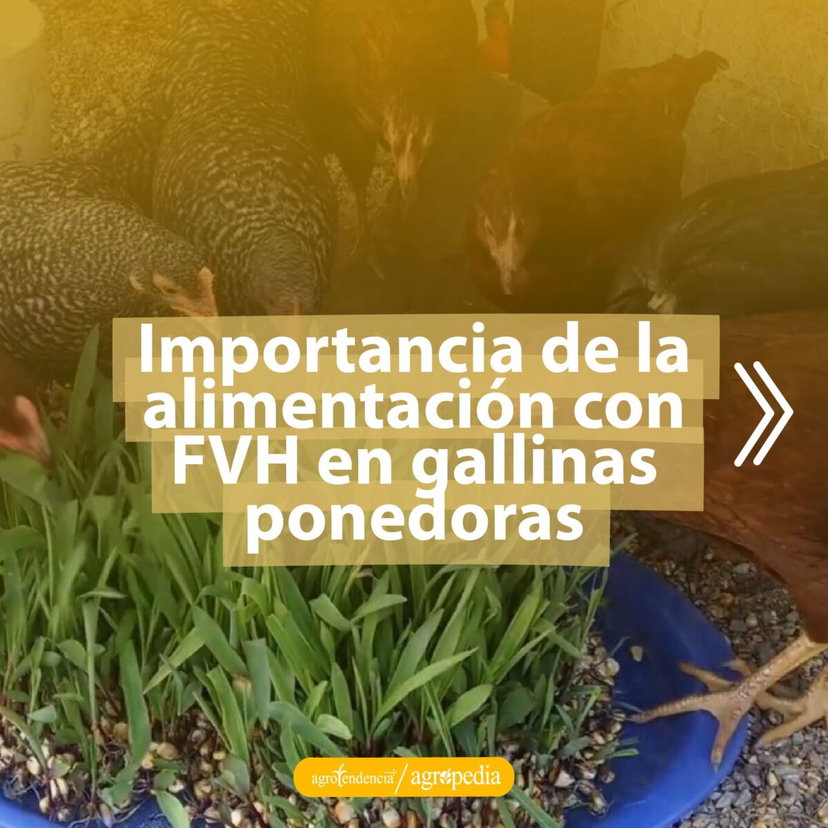 Gallinas comiendo forraje verde hidropónico