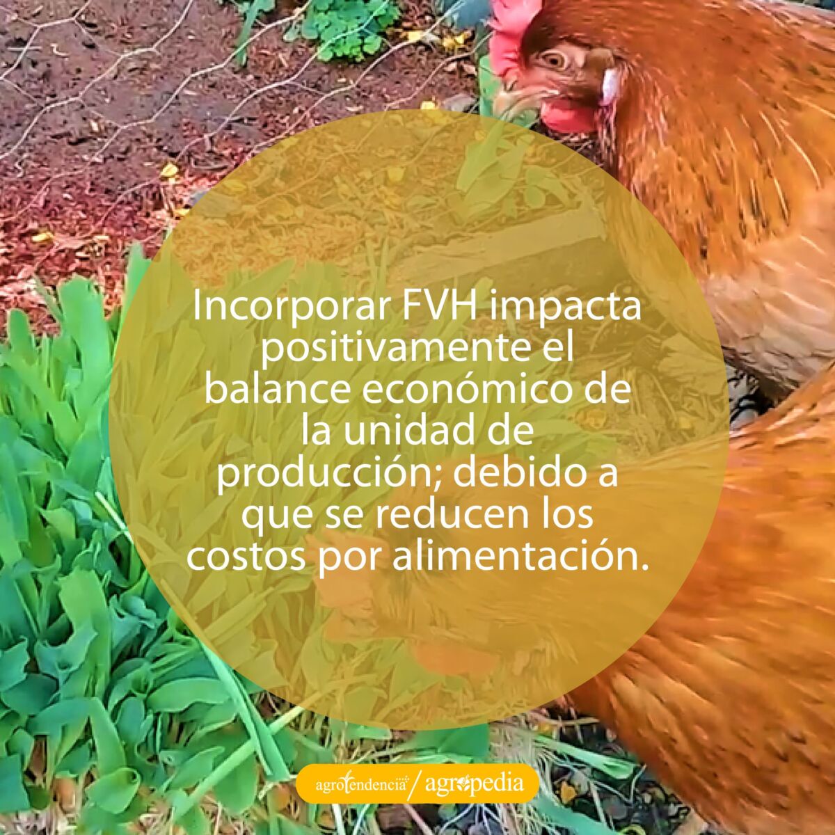 dos gallinas consumiendo FVH