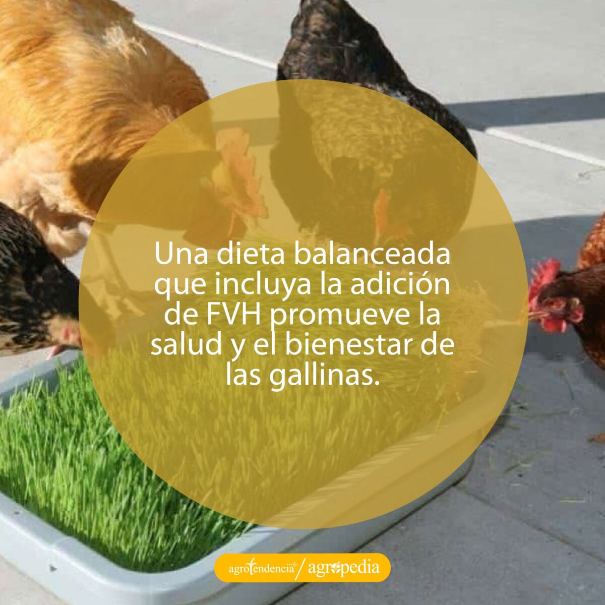cuatro gallinas comiendo forraje verde hidropónico