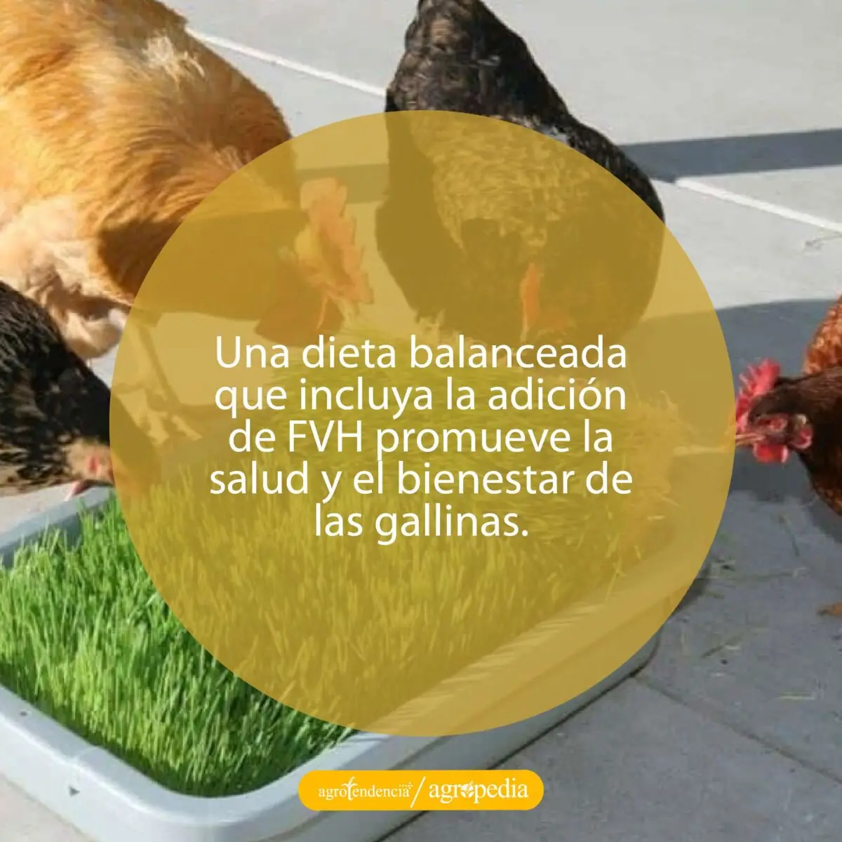 cuatro gallinas comiendo forraje verde hidropónico
