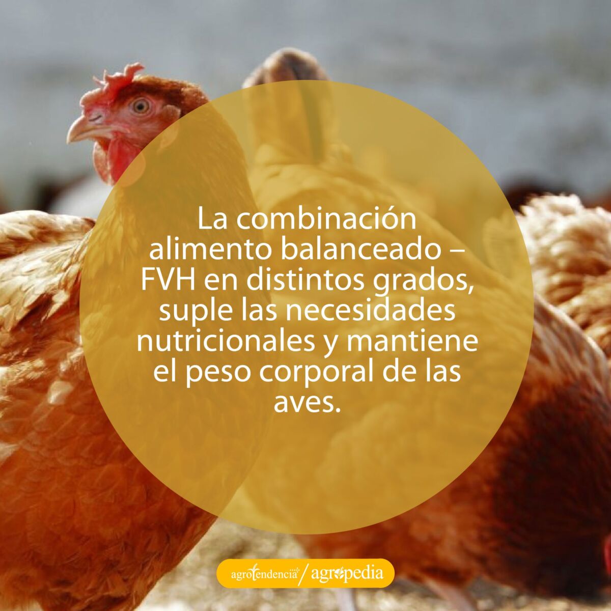 una gallina mirando hacia la izquierda