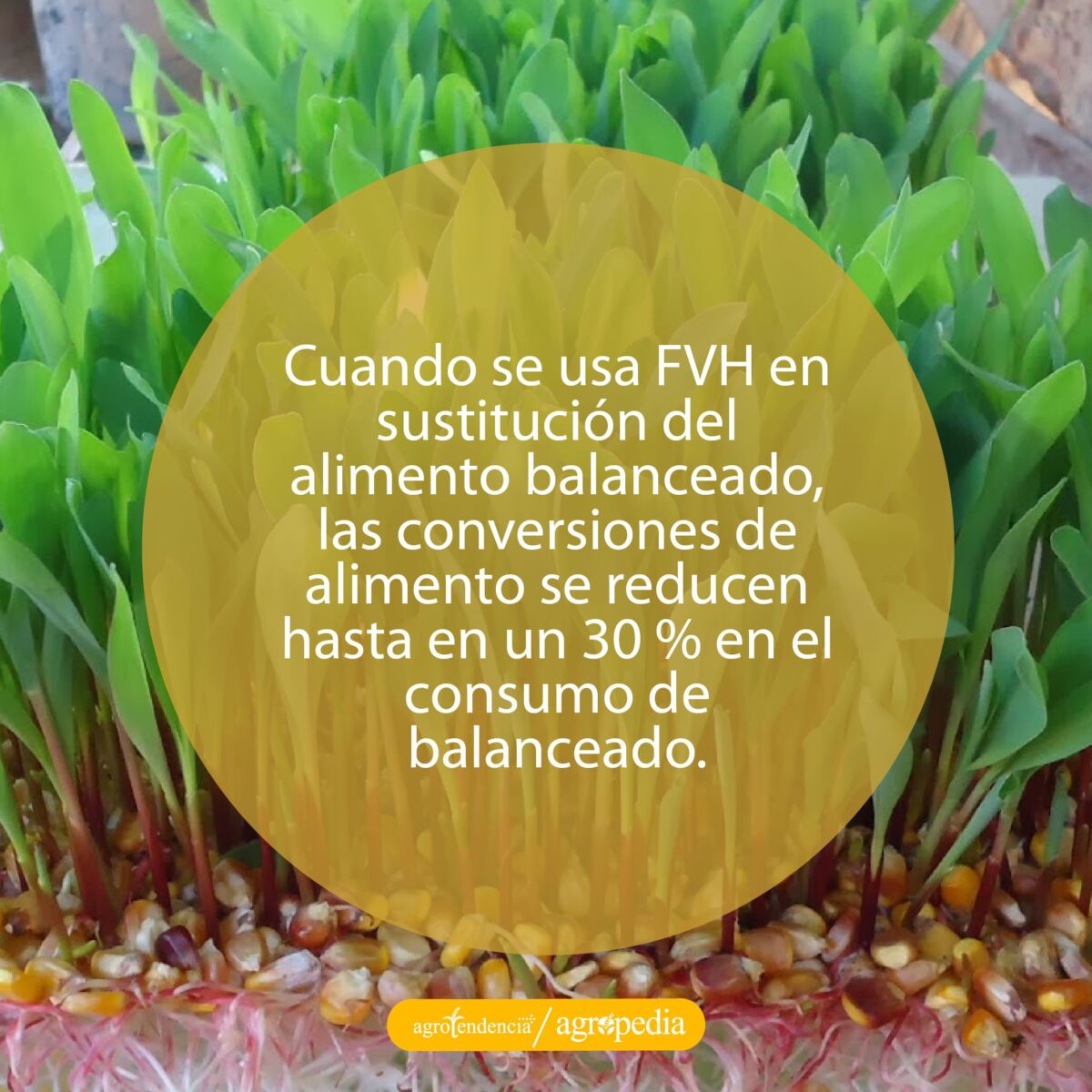 Forraje verde hidropónico de maíz