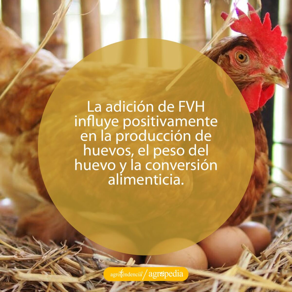 Una gallina empollando sus huevos