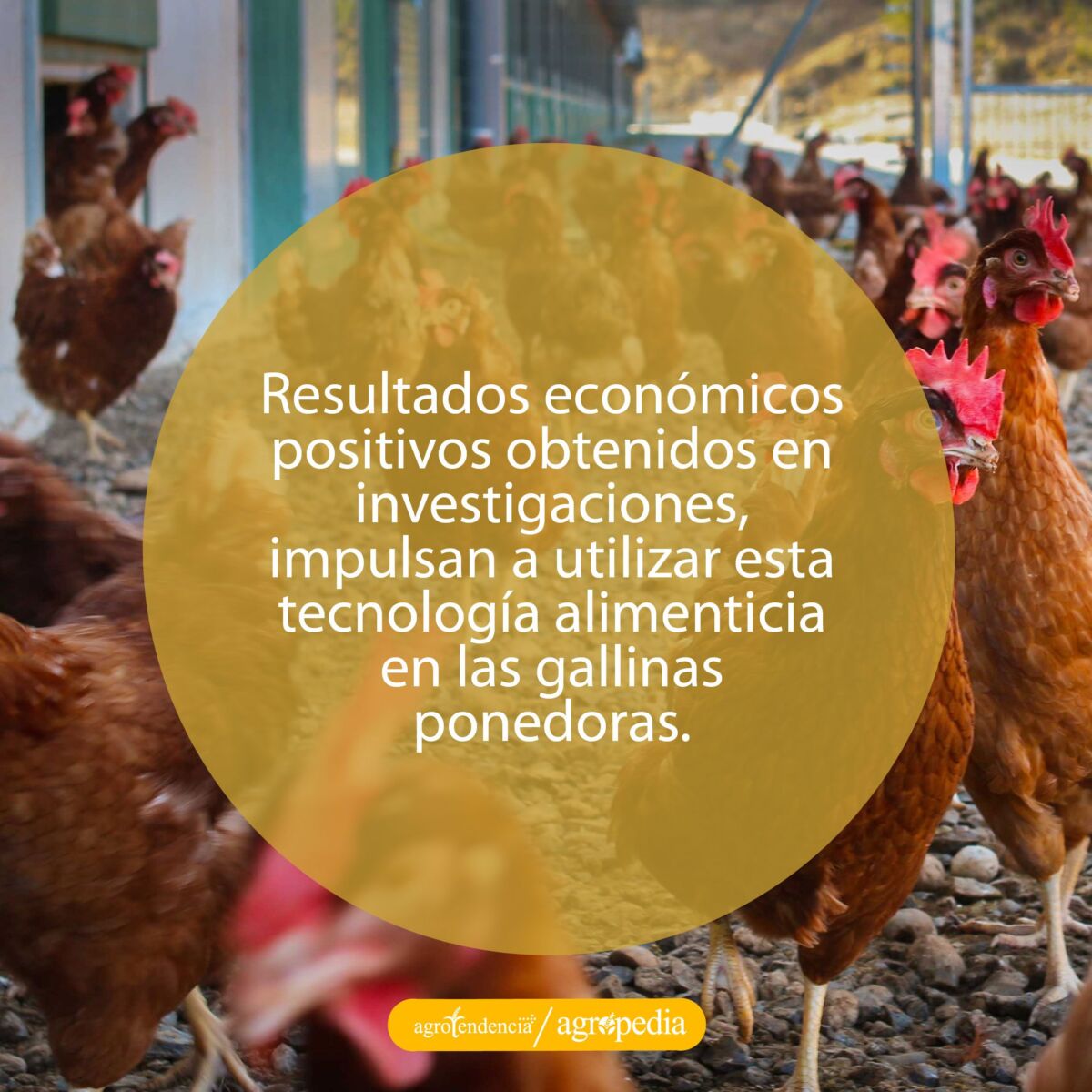 muchas gallinas