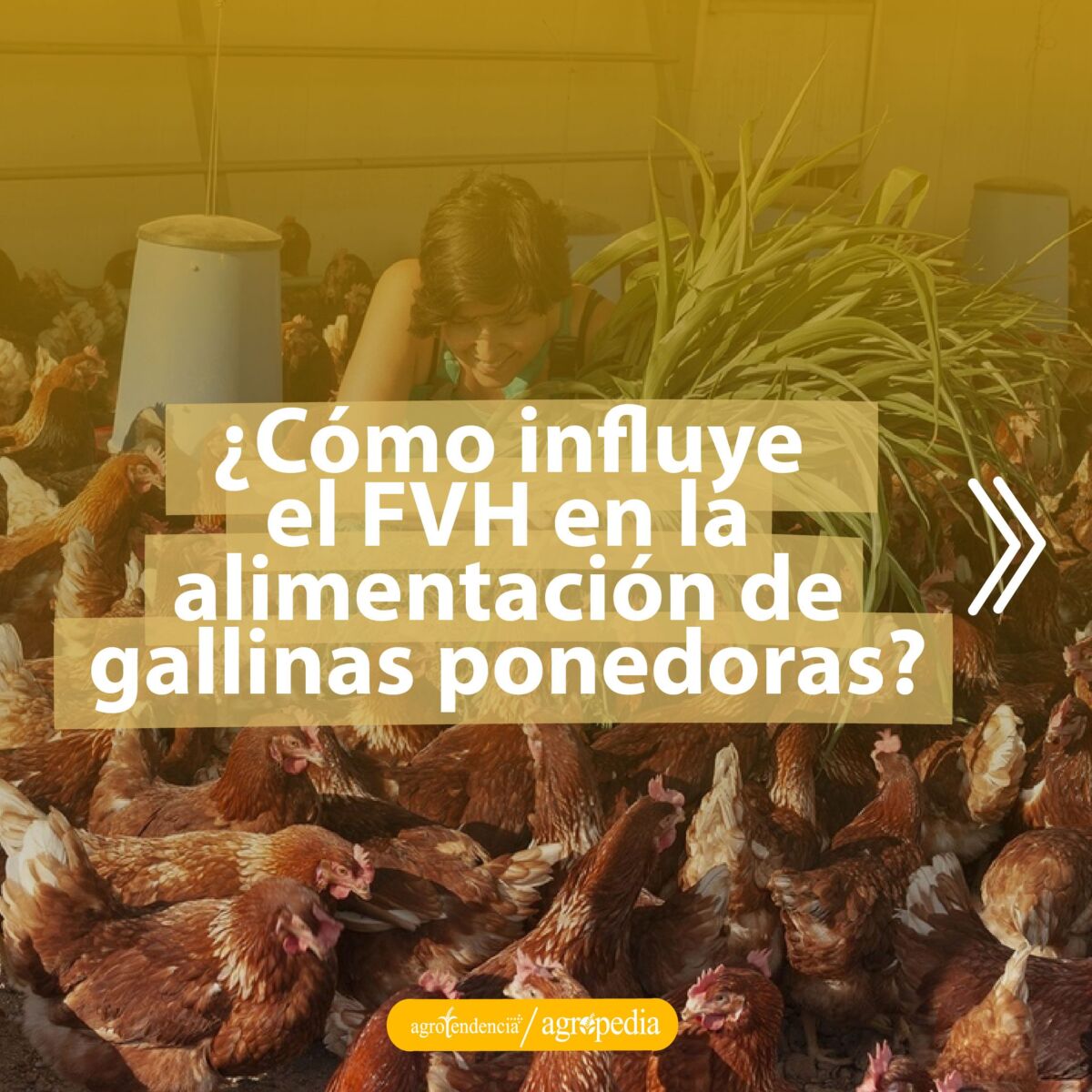persona alimentando a gallinas con foraje