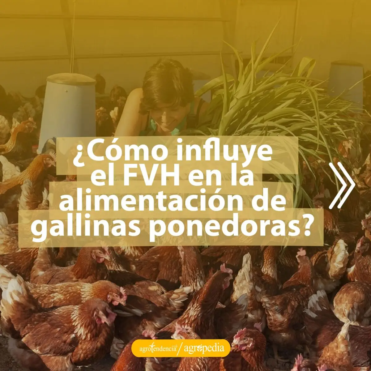 persona alimentando a gallinas con foraje