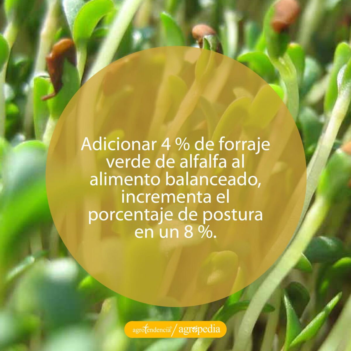 germinados
