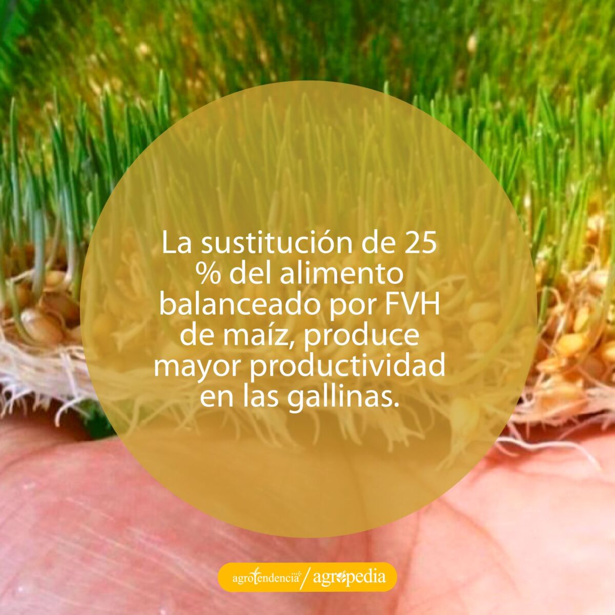 forraje verde hidropónico sobre palma de la mano