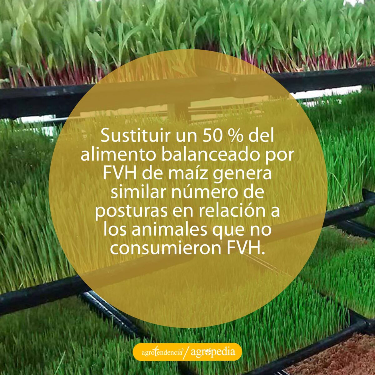 bandejas con forraje verde hidropónico
