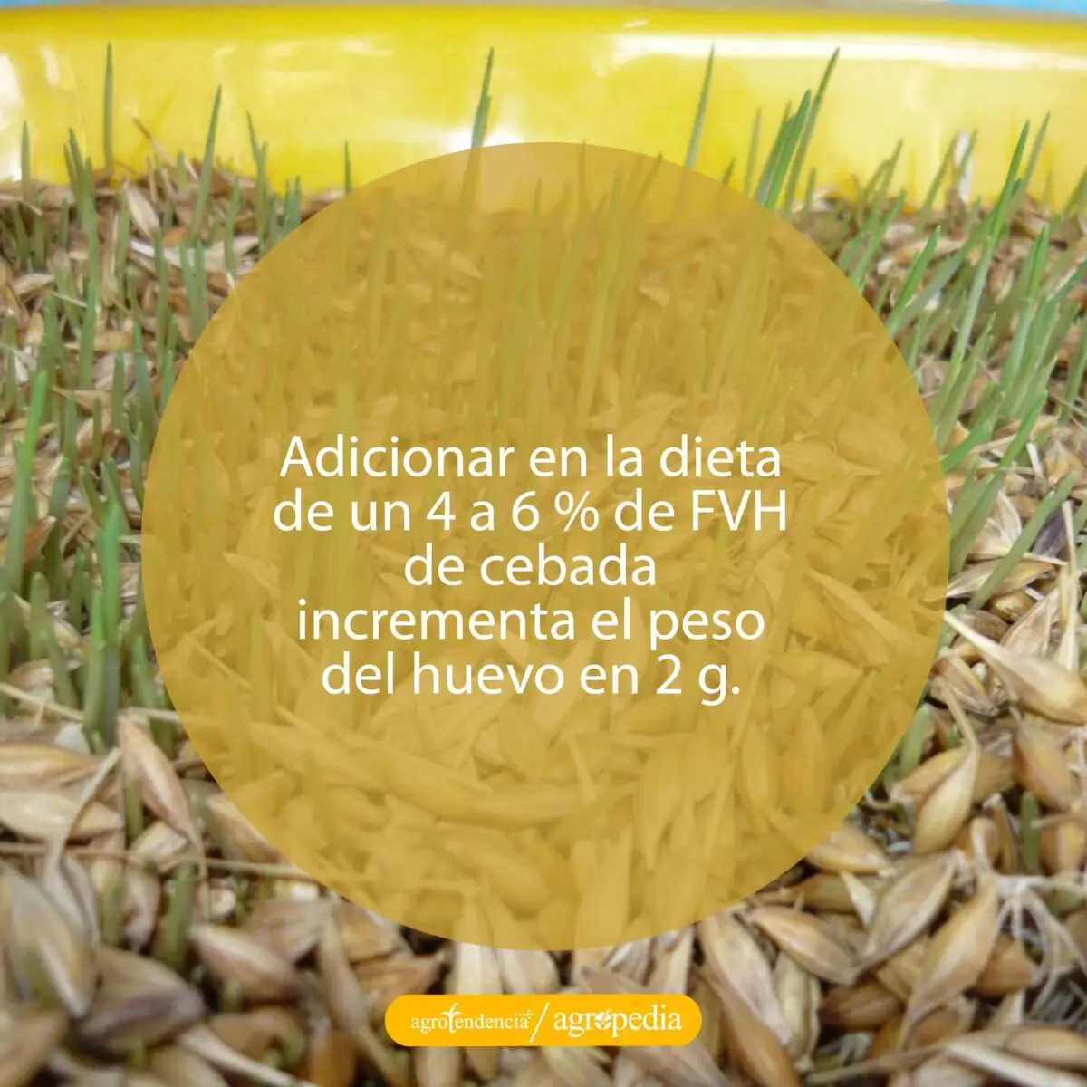 semillas de cereales germinando