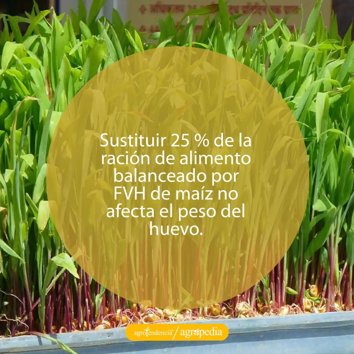bandeja con semillas de maíz germinadas
