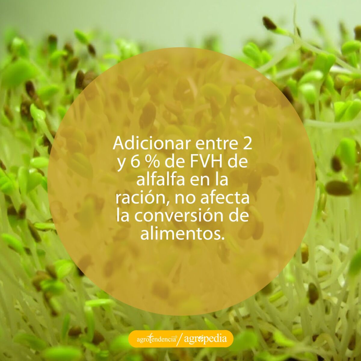 germinados de alfalfa