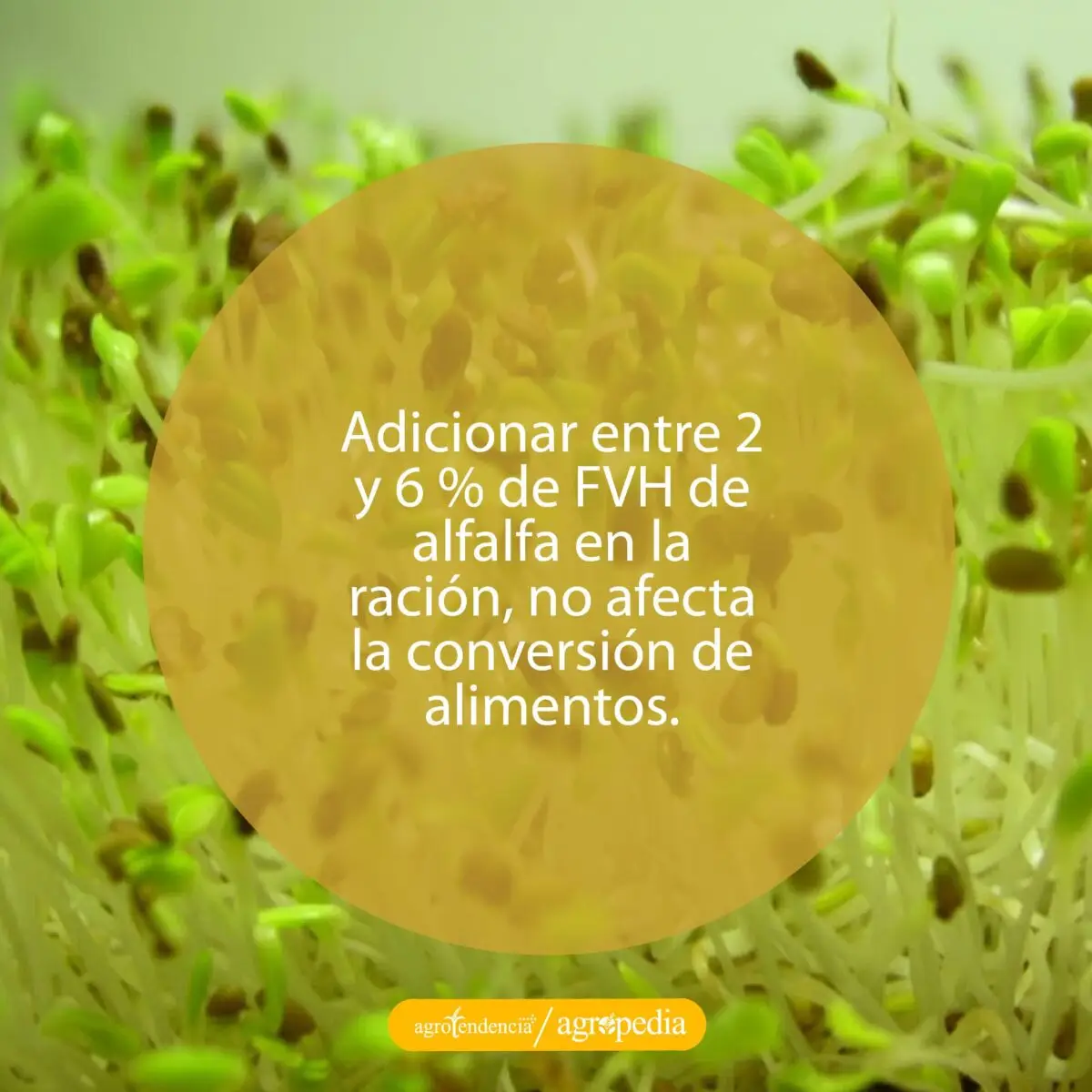 germinados de alfalfa