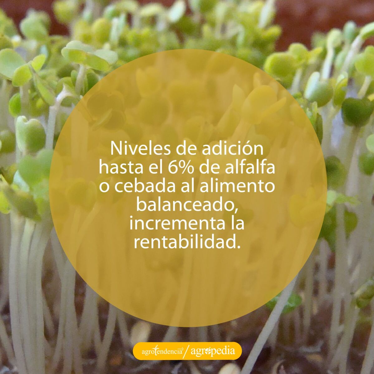 germinados