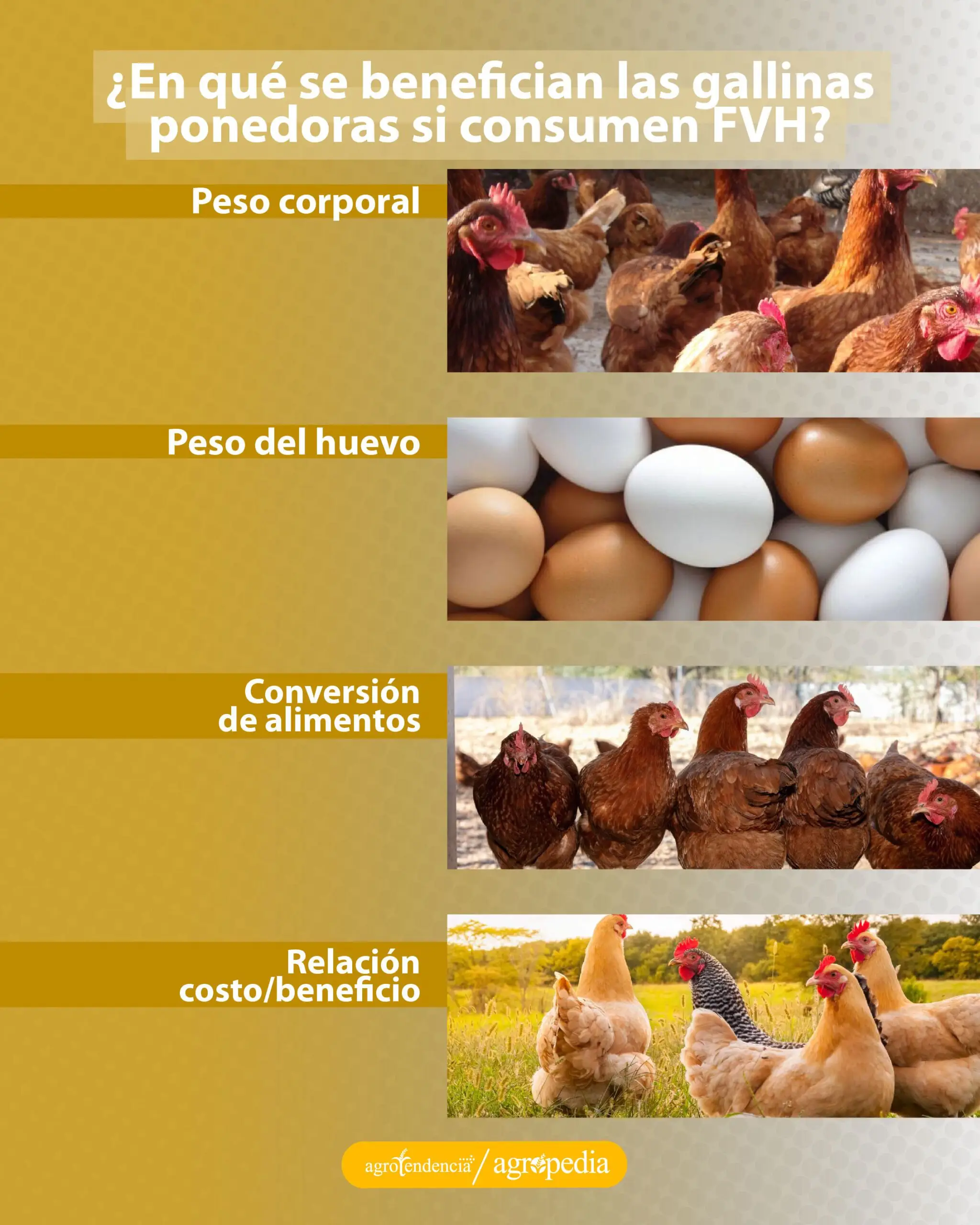 Fotos de gallinas y huevos de diferentes tonalidades de color
