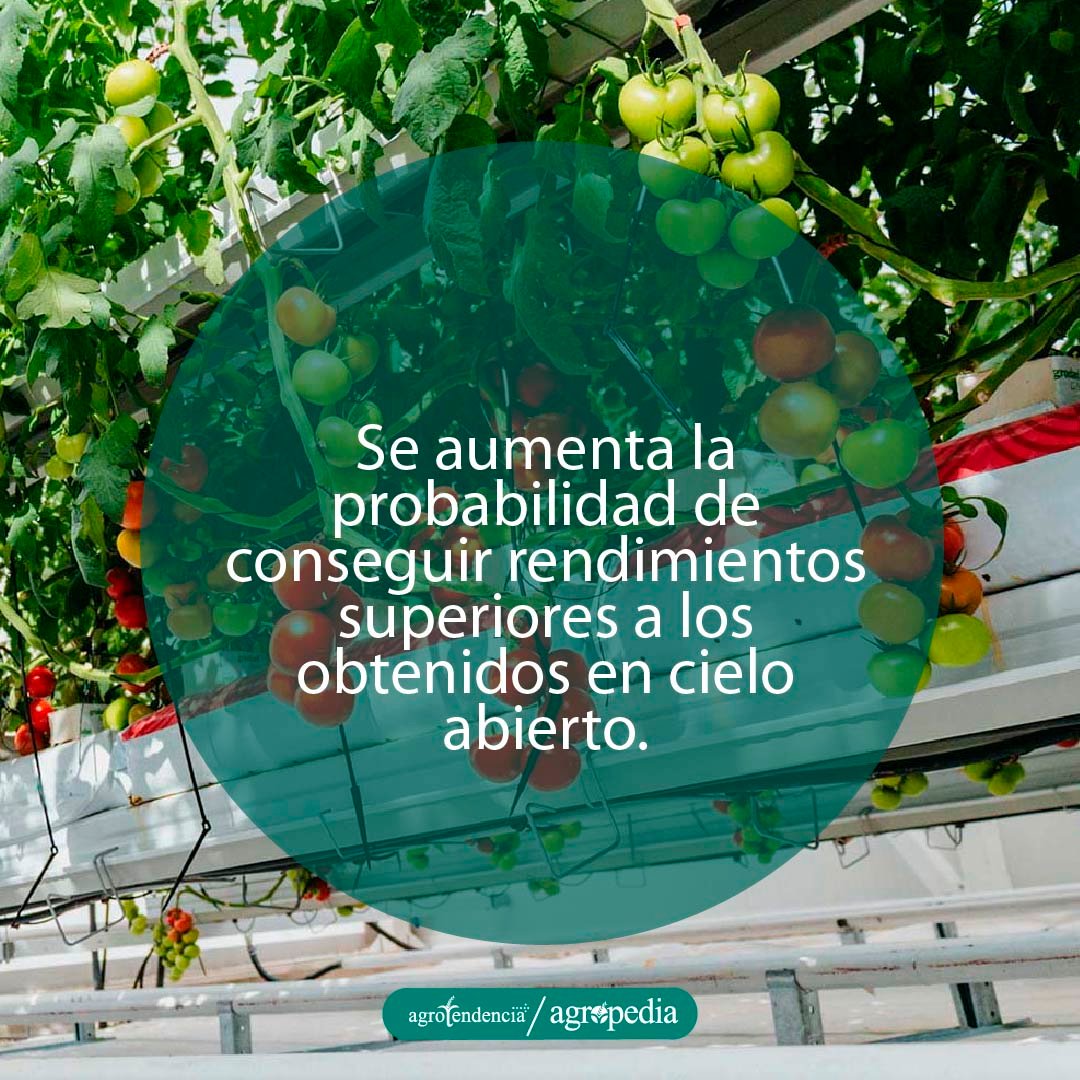 cultivo y frutos de tomate en sistema hidropónico dentro de un invernadero