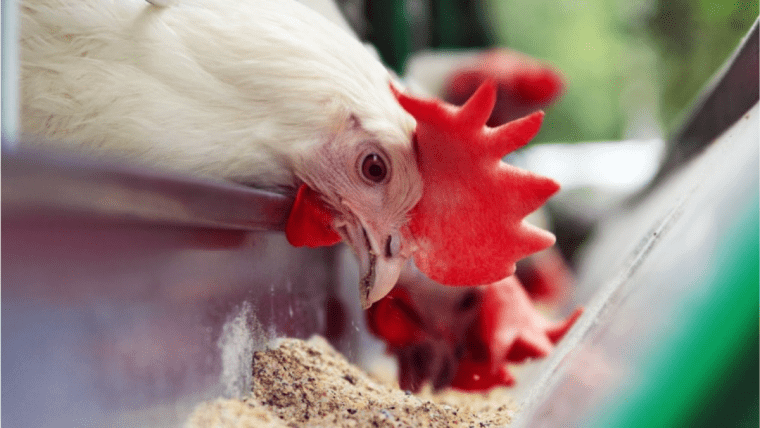 Gallo consumiendo alimento balanceado enriquecido