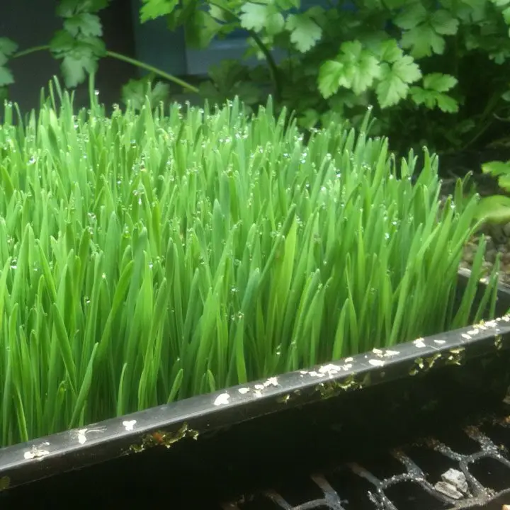 forraje verde hidropónico para ser usado en la alimentación de las gallinas